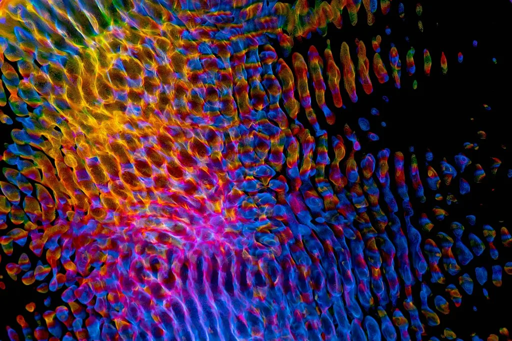 The neuroscience of sadness at The Royal Institution