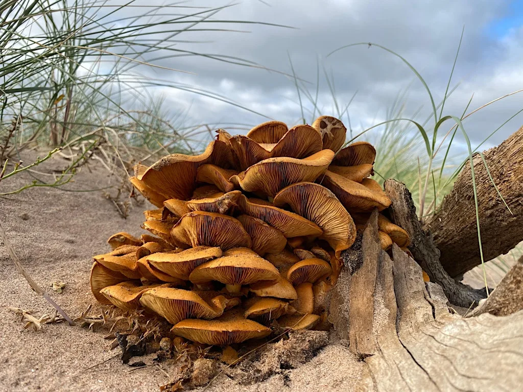 Fungal Foray at St Cyrus NNR