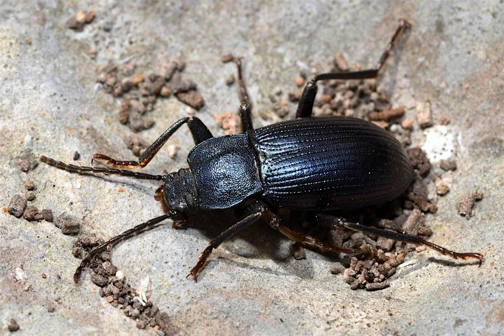 Lost and Found Species Project: Darkling Beetle Surveys at Aberthaw Nature Reserve