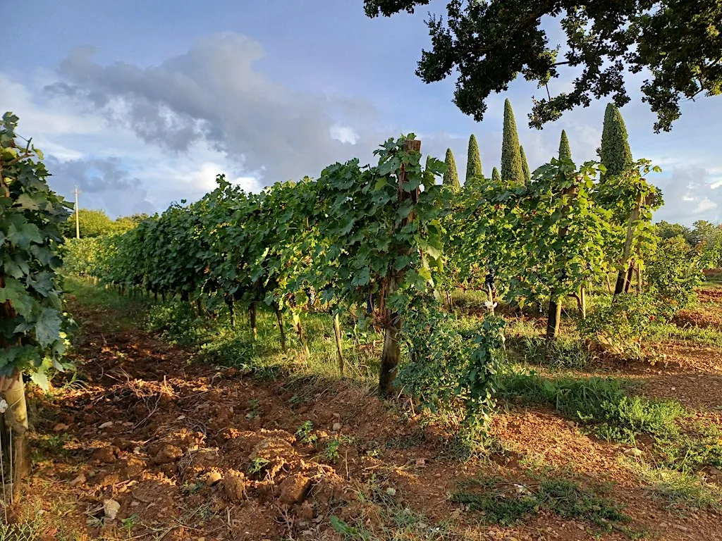 A Taste of Tuscany