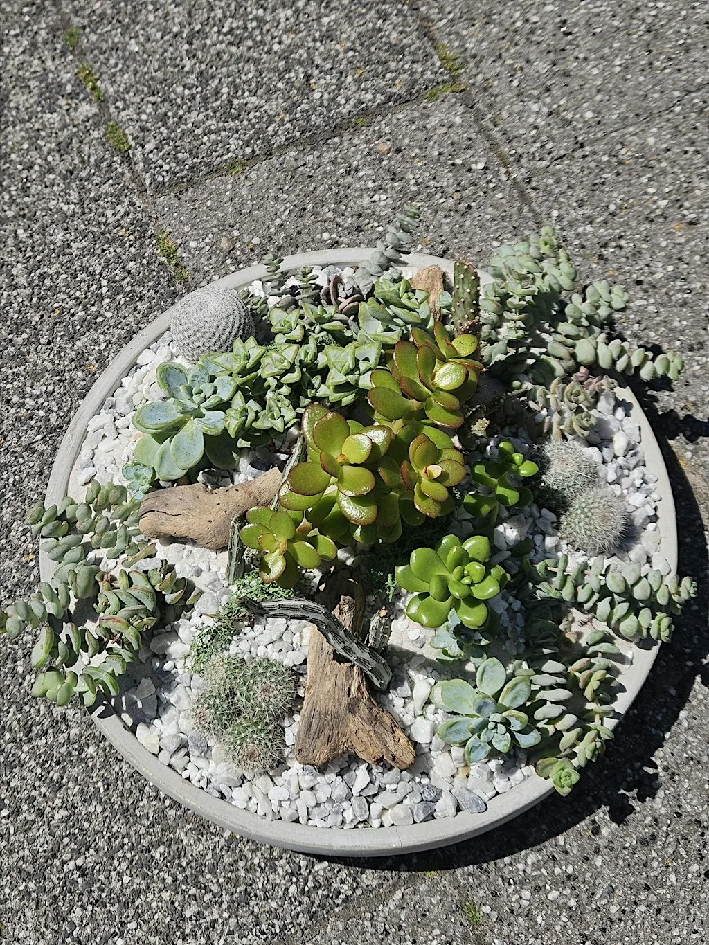 Open succulent terrarium at 91 Trafalgar St