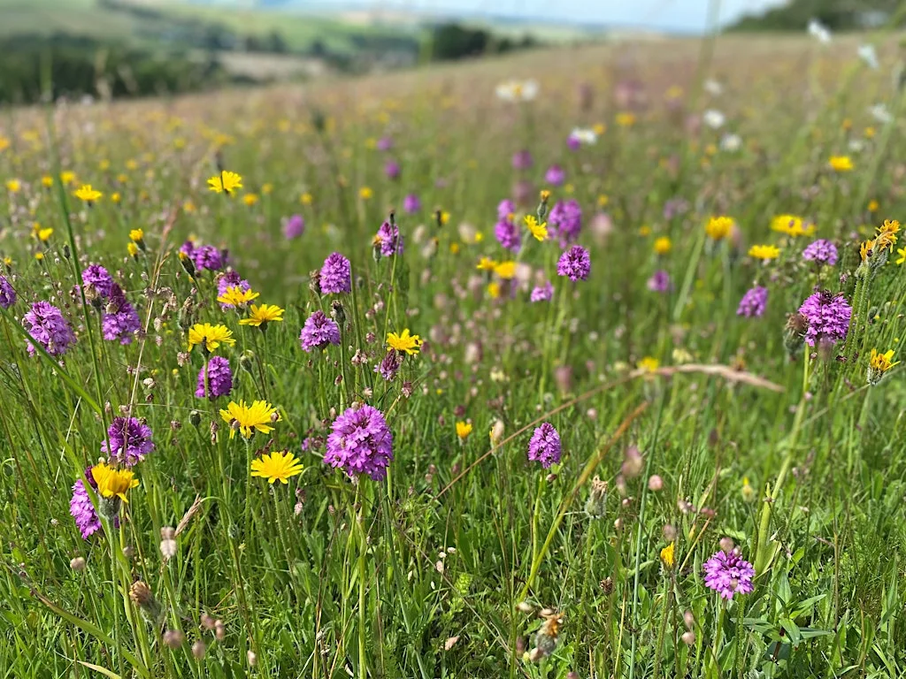 Perfect Pollinators - Family Event at Lower Moor Farm, Oaksey at Lower Moor Farm, nr Oaksey