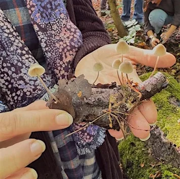 Fungi Walk with Dave Winnard