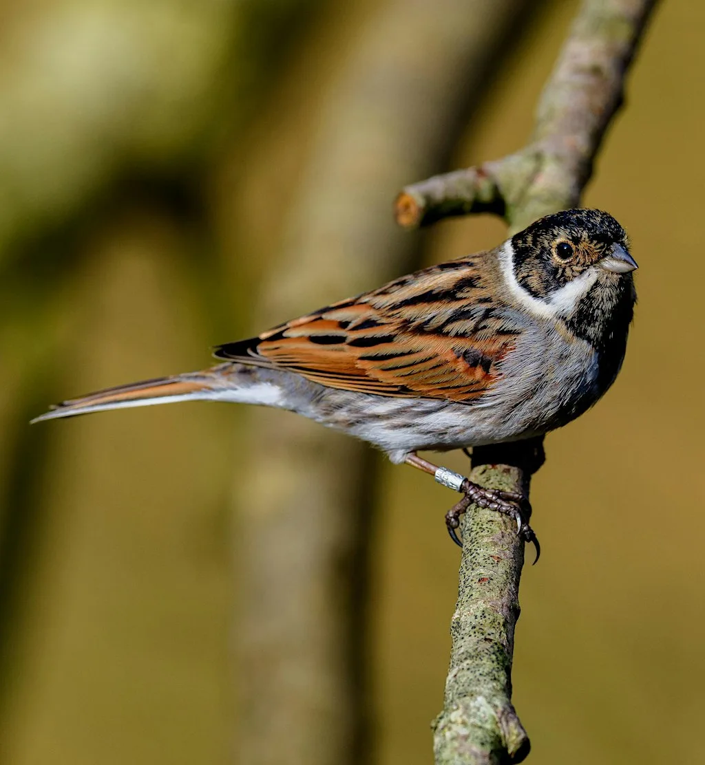 Mosslands Bird Walk with Dave Steel at New Moss Wood