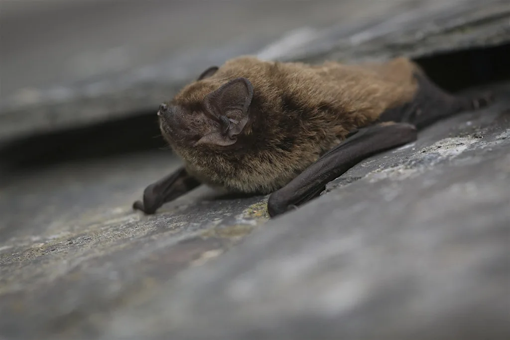 Bat Walk at Coed y Felin at Coed y Felin