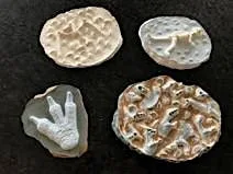 Fossils Workshop at Northampton Museum and Art Gallery