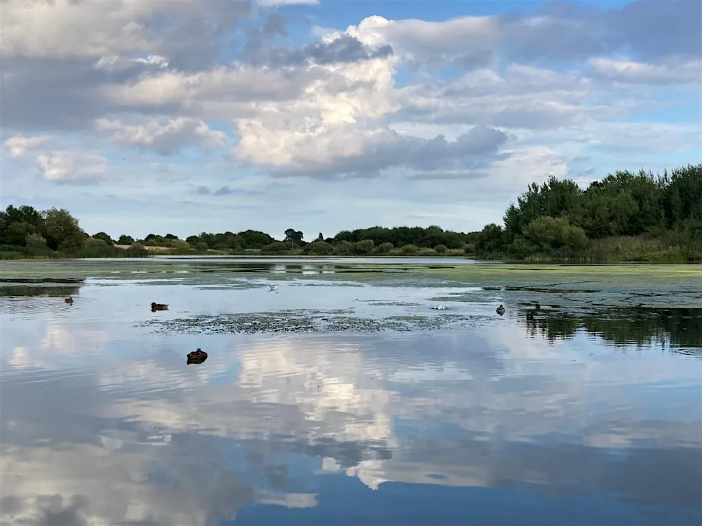Big Butterfly Count at Cleethorpes Country Park