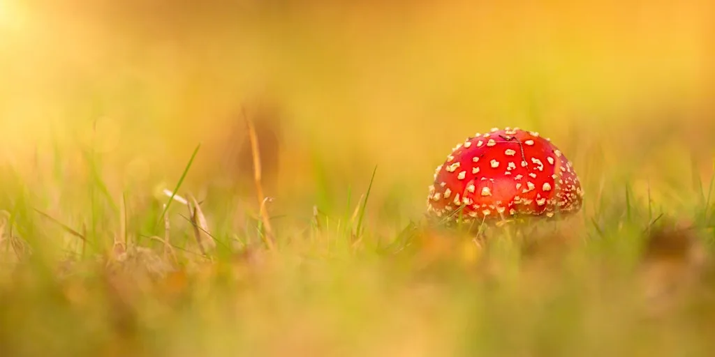 The Wonderful World of Fungi at Low Barns