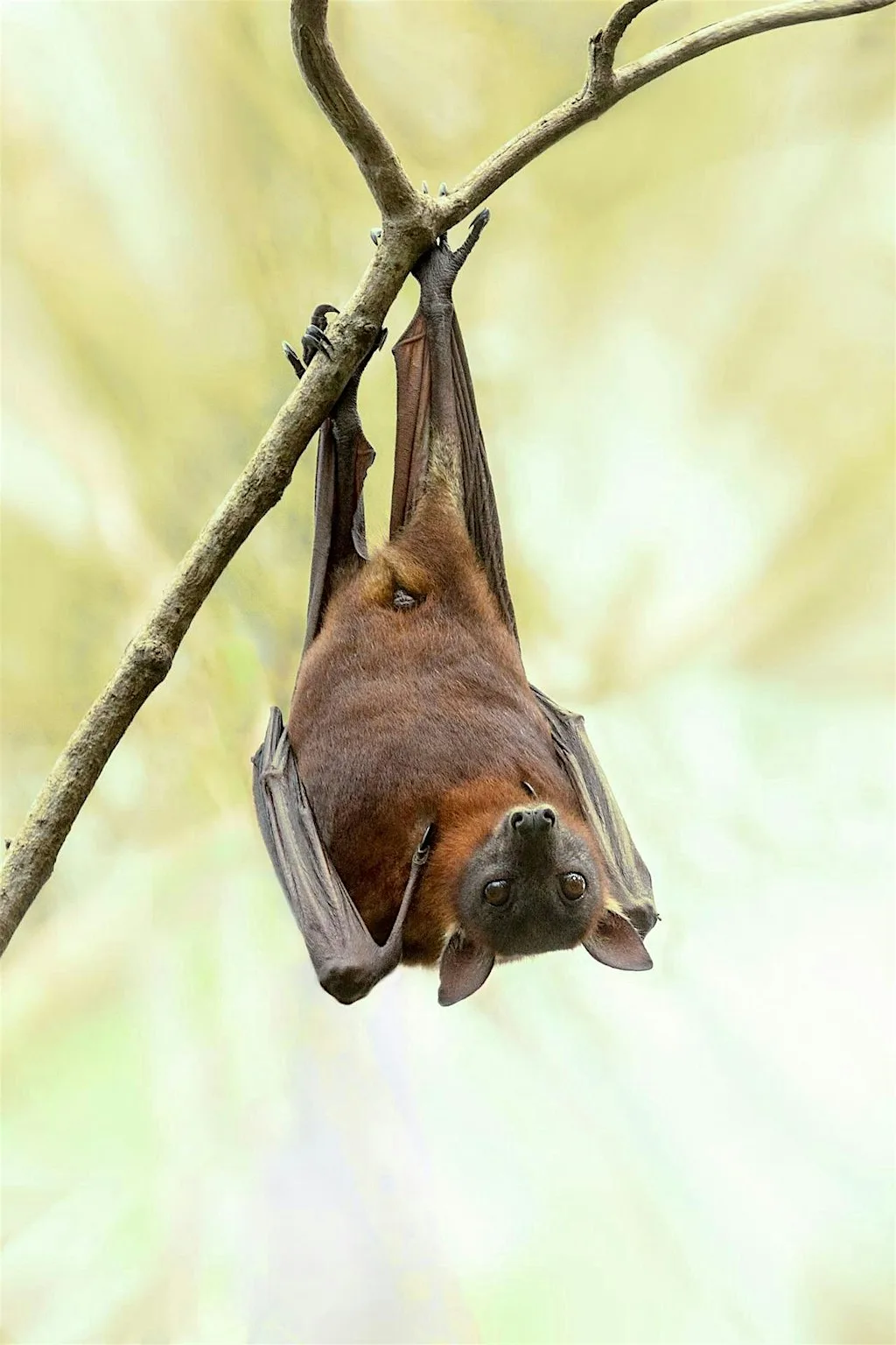 Bat Walk at South Hill Park