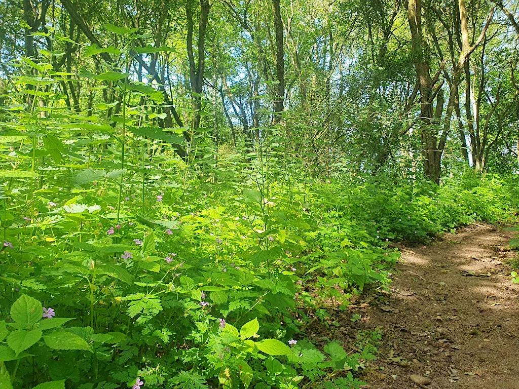 Plant sensing expedition at Boundary Brook nature reserve