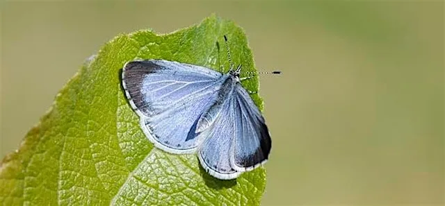 Big Butterfly Count at the University of Exeter at Outside Camper Coffee, Queen's Building
