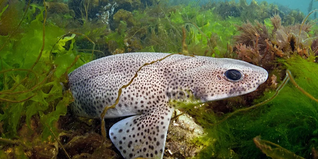 National Marine Week Quiz and Talk Night at Rottingdean Whiteway Centre