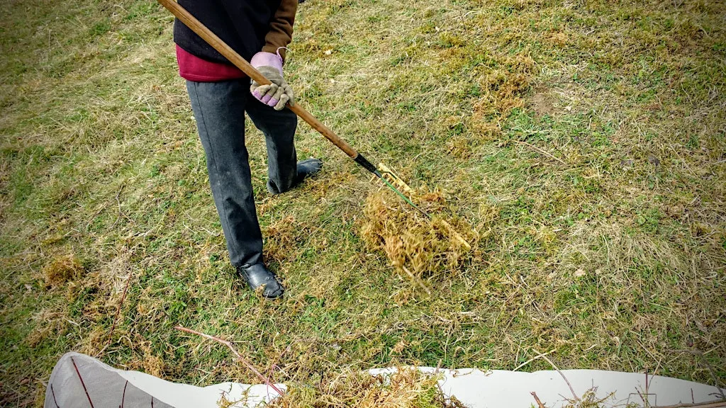 Raking & Rejoicing at Highfield and Hangingcroft at Highfield & Hangingcroft
