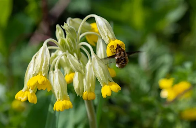 Wildflower Nursery Meet & Grow Session at Chiltern Rangers Depot