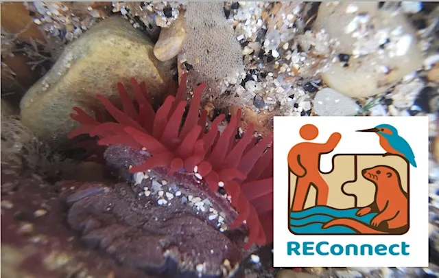 Family Friendly 'Rockpool Safari' - Scarborough at SEA LIFE Scarborough