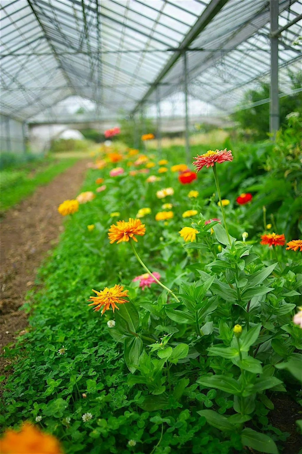Flowers at the Farm