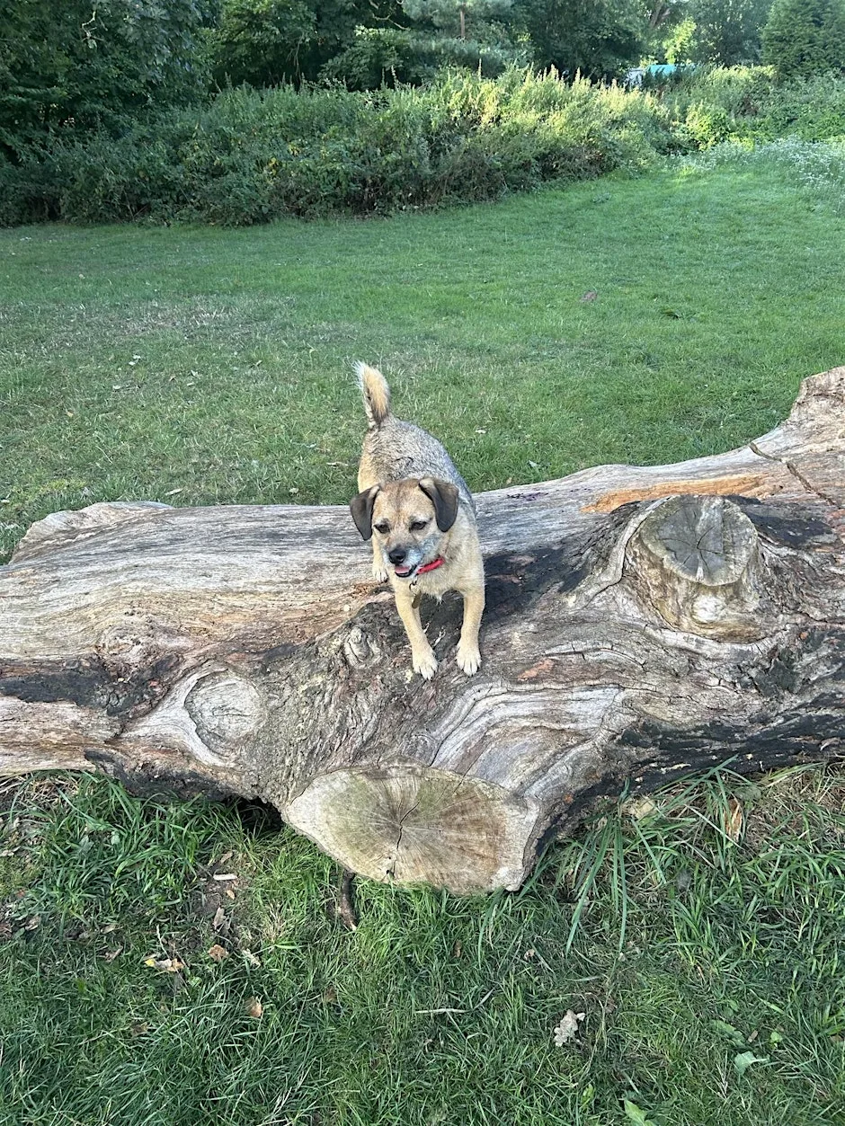 Paws for a Good cause