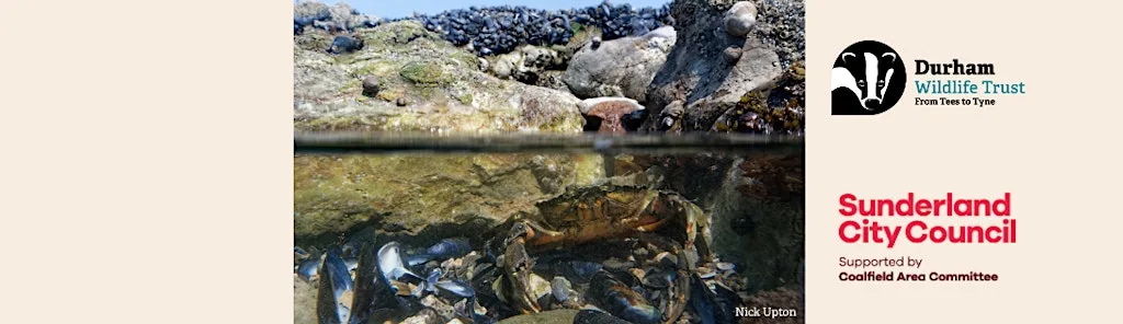 Seasons of Connection – Nature, Community & Wellbeing: Rock(pool) stars!