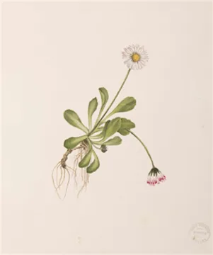 The Lost Flowers and Urban Flora, talk with Kris McKie and James Common