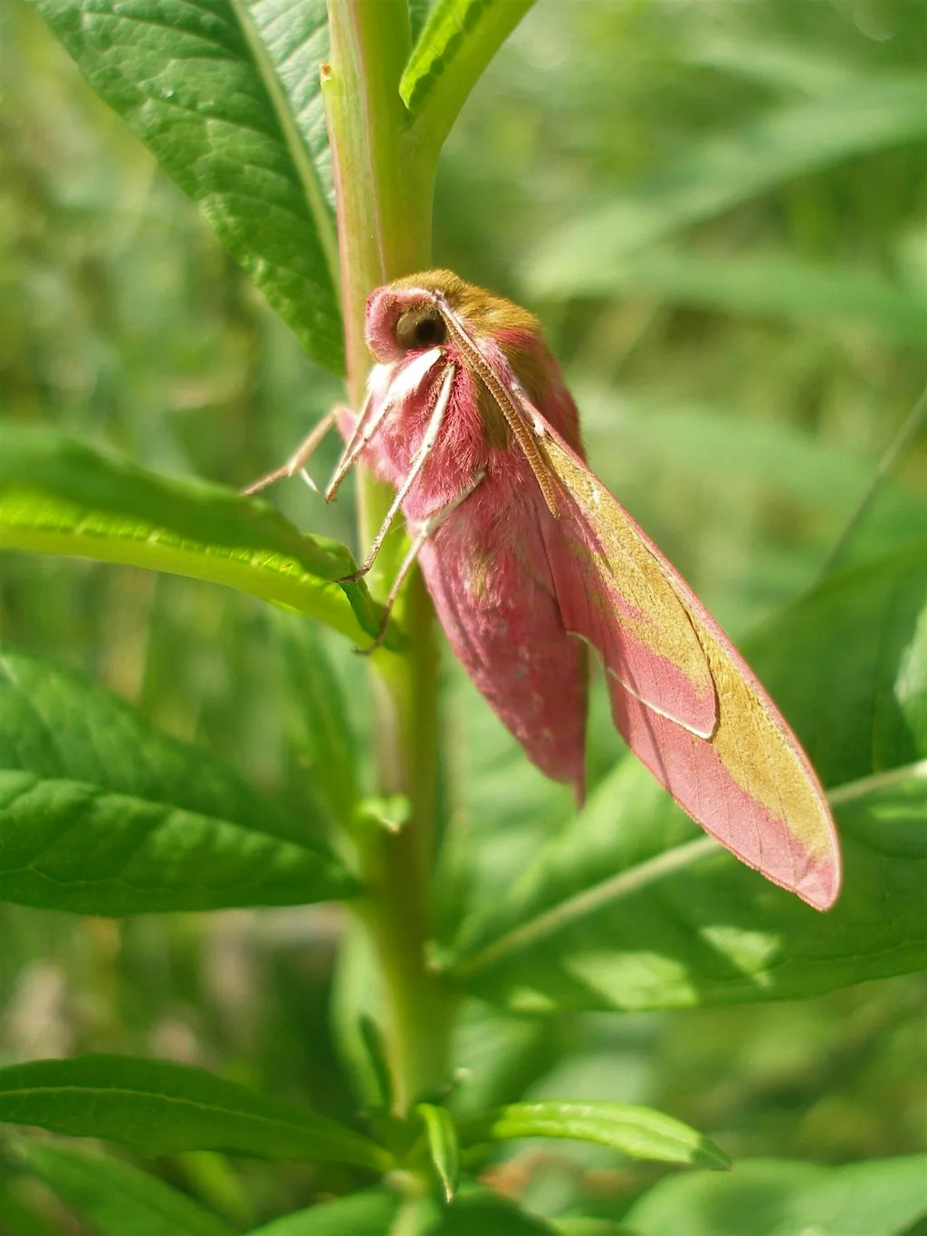 Moth Trapping at James Hutton Institute