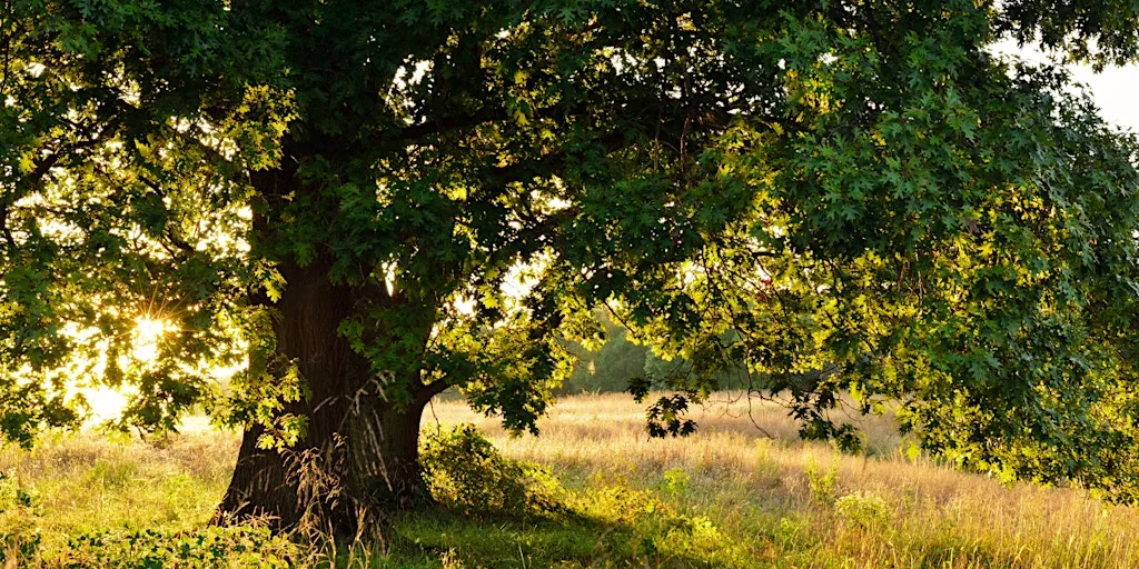 Beneath the Canopy