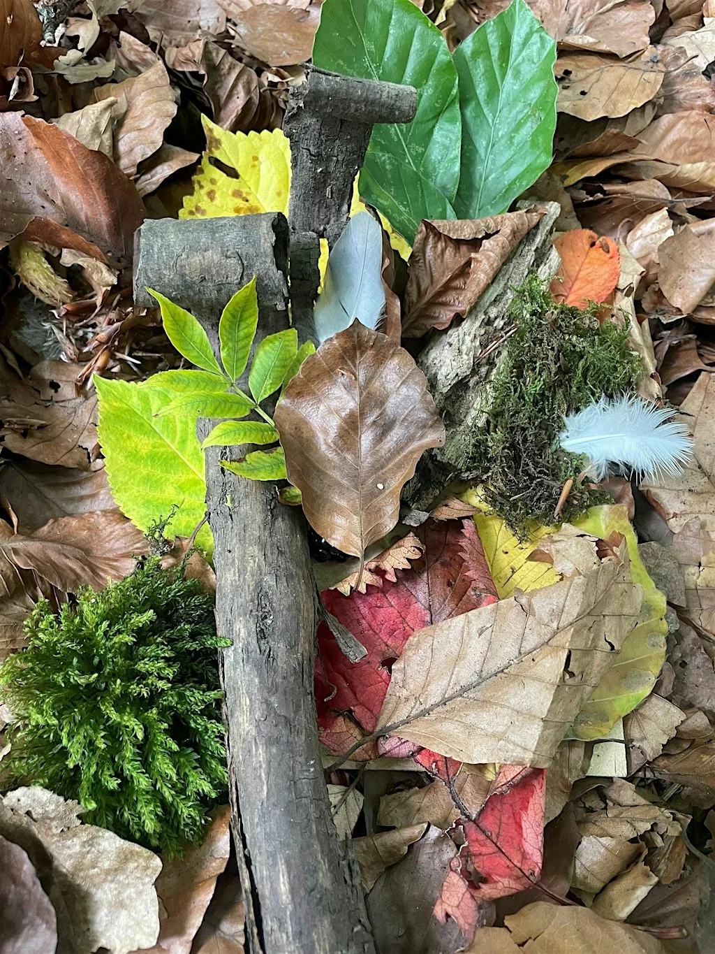 Nature Immersion Experience