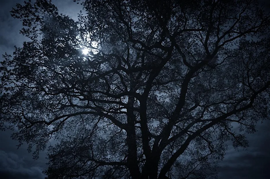NWT Sweet Briar Marshes - Winter stargazing (Adult event 10 Nov) at bmx track