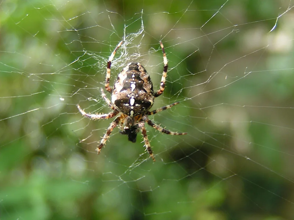 NWT Sweet Briar Marshes: Spooky species (family event) at bmx track