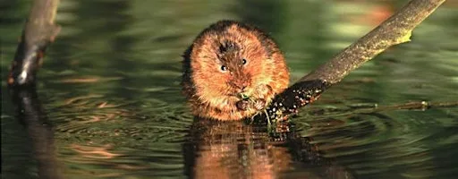 Peatland ACTION Water vole training at Dalnacardoch Lodge