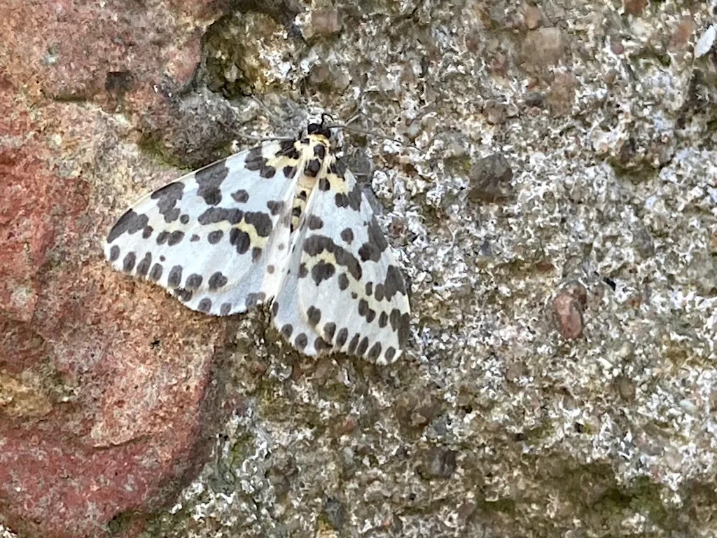Torry Summer BioBlitz: Moth Trap Opening at Greyhope Bay Centre