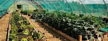 Campy Growers at The Vegetarium