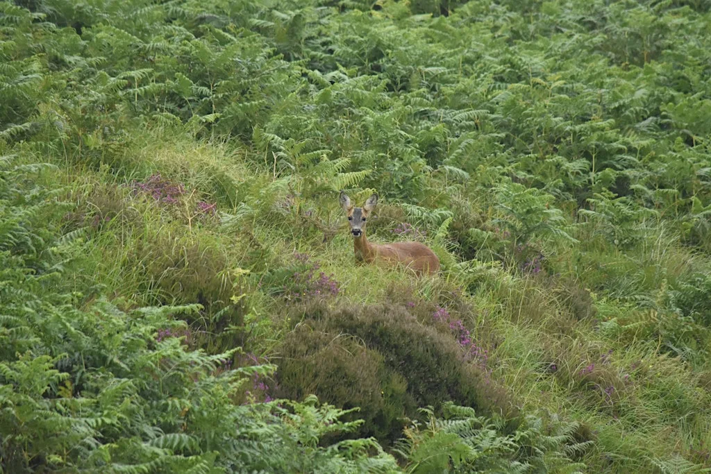 Bracken Bashing - Nature's Rage Room! at Brimmond Hill North Car Park