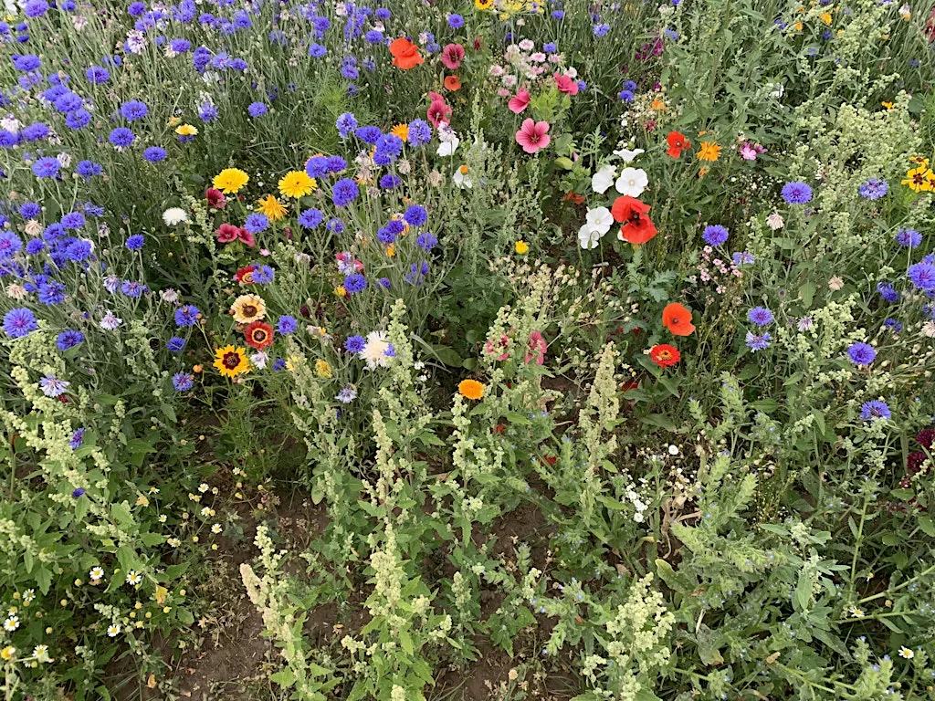 Sound Bath in Dunnington Flower Field