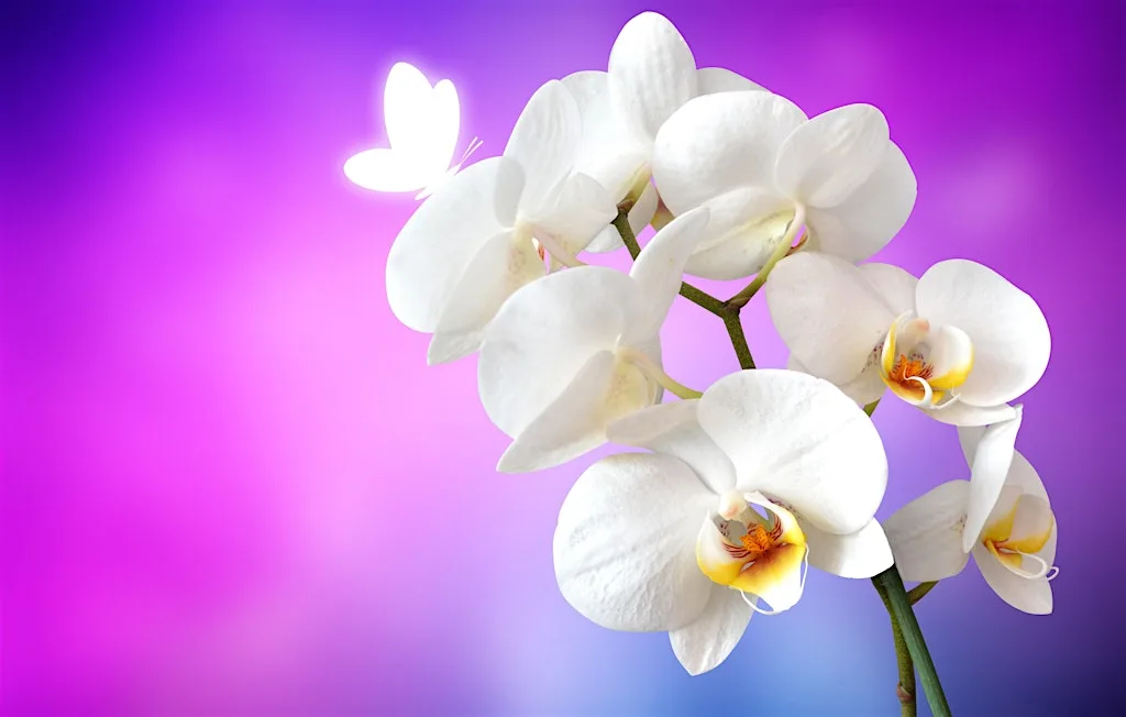 Free Heartfulness Relaxation & Meditation - Eastbourne