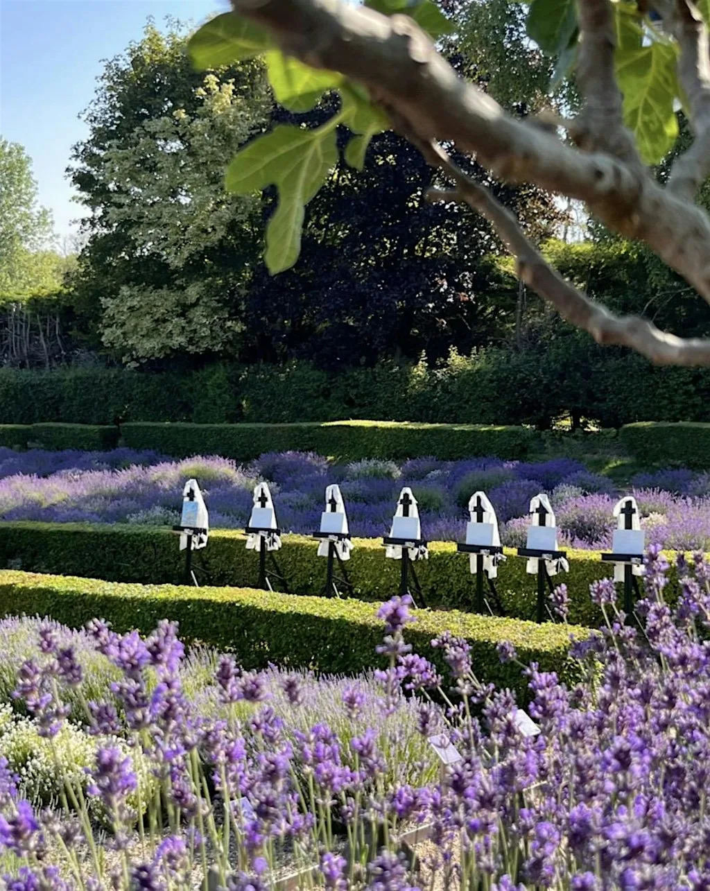Among the Lavender: An Oil Painting Experience at Long Barn