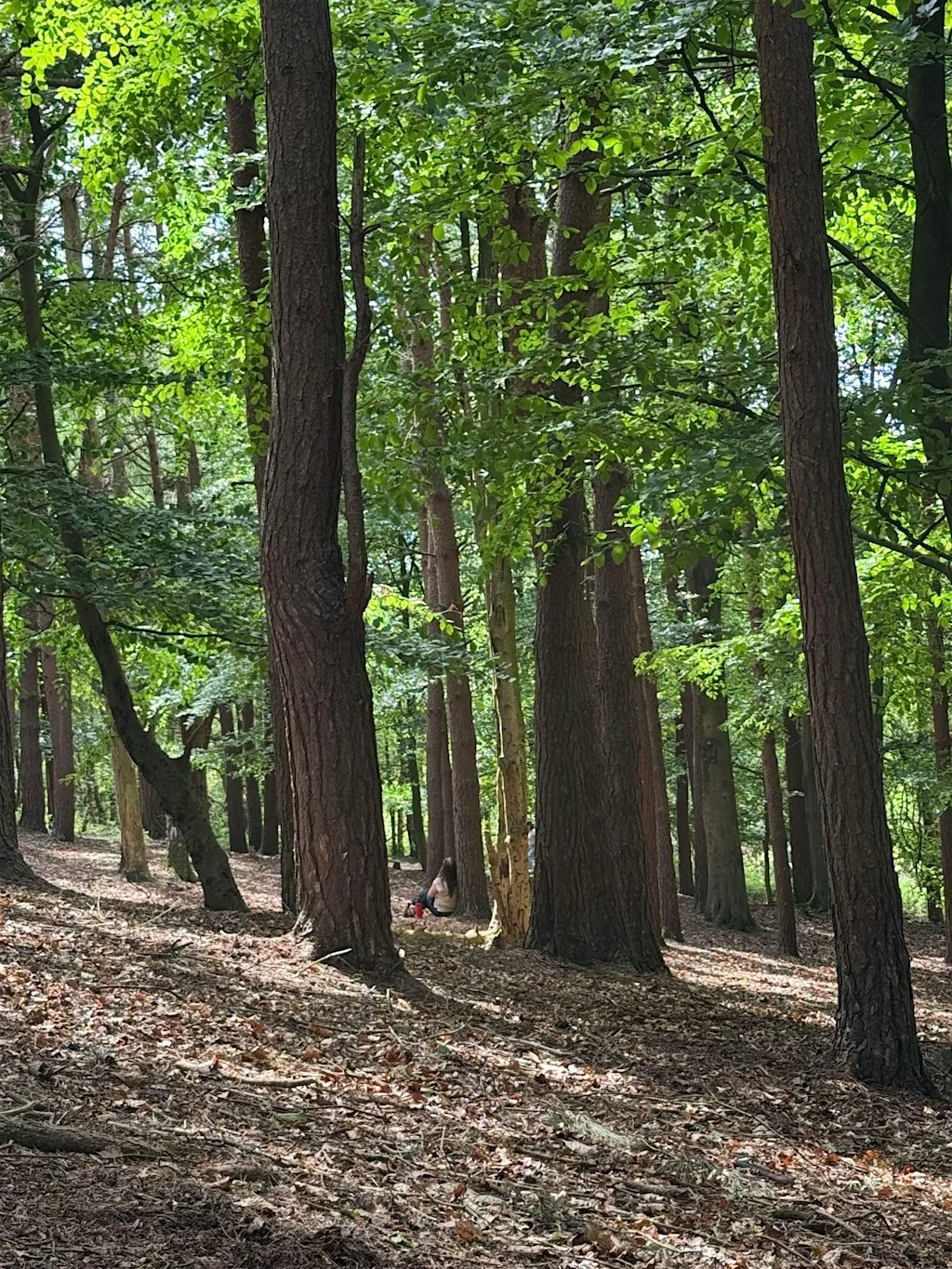 Forest bathing in Malvern, Worcestershire at St. Wulstan's Local Nature Reserve