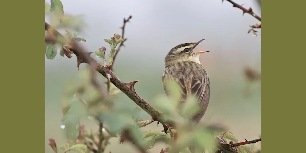 Walk with a Ranger at Rye Harbour - Early Birds (420337035)