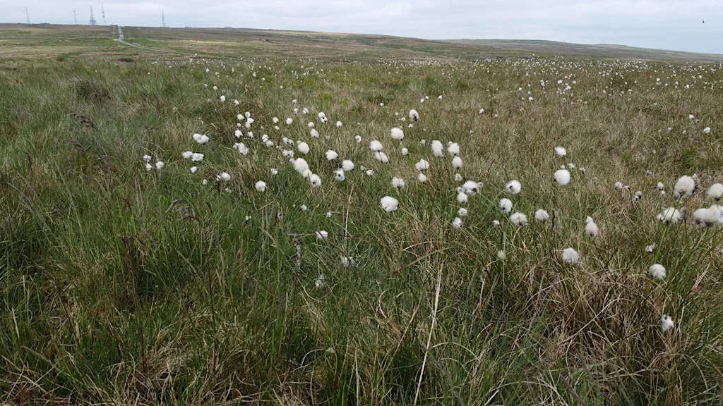Slow Down Accessible Nature Walk at Smithills - Moorlands and History at Smithills Hall