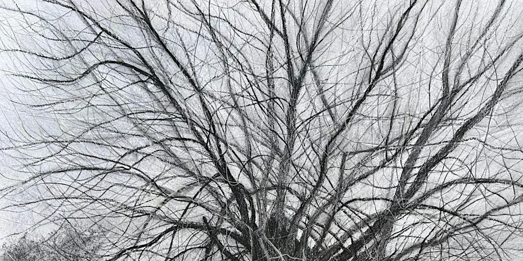 Native Black Poplars: Poetry Workshop