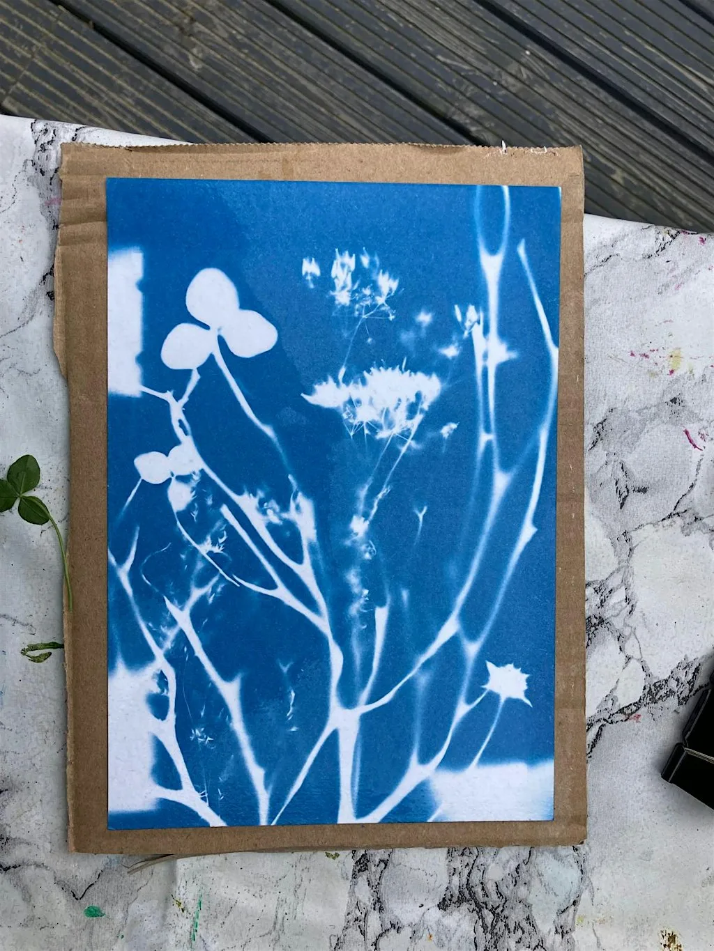 Torry Summer BioBlitz: Seashore Sun Printing at Greyhope Bay Centre