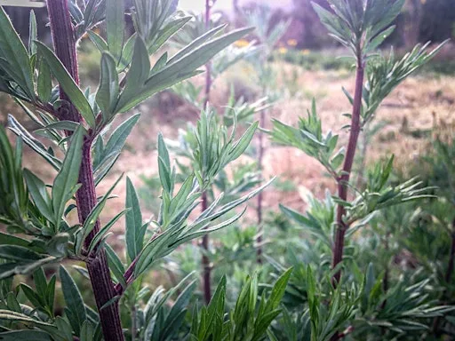 Meeting the Herb - Mugwort at The Wynd (above Balgonie Kilts)