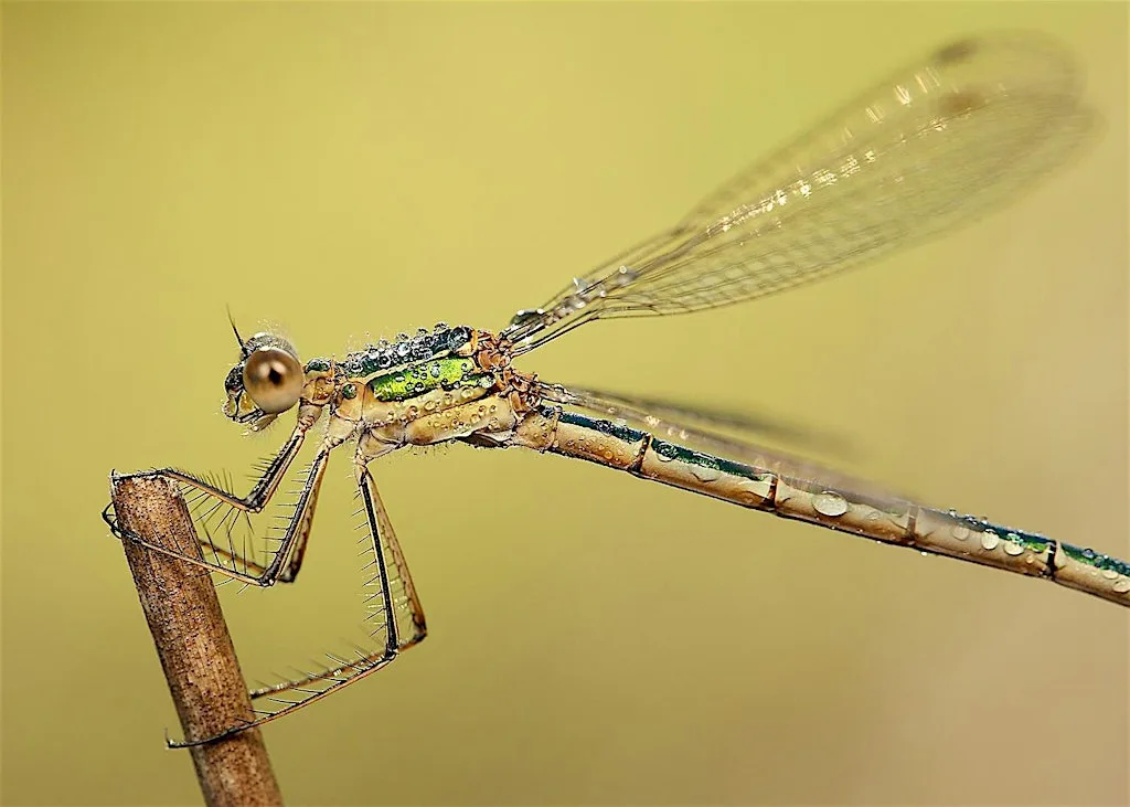 Urban Nature Club at Grosvenor Square: Dragonflies at Grosvenor Square
