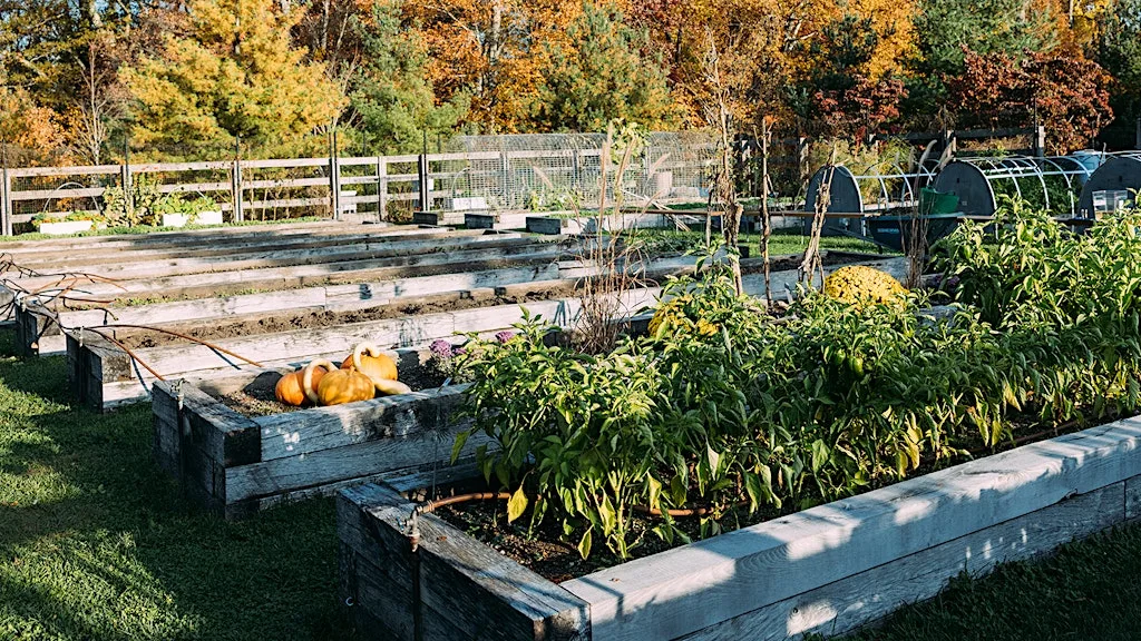 Harvest – Gardening Workshop at Lets Grow Preston at Ashton Walled Community Garden
