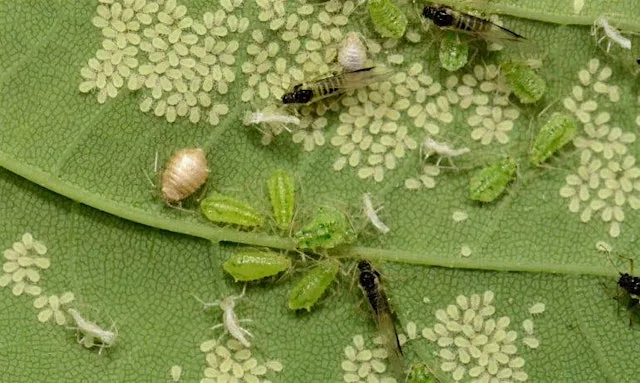 Harvesting, Pests & Diseases – Gardening Workshop at Lets Grow Preston at Ashton Walled Community Garden