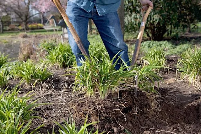 Propagation: Cuttings, Layering & Splitting – Gardening Workshop at Lets Grow Preston at Ashton Walled Community Garden