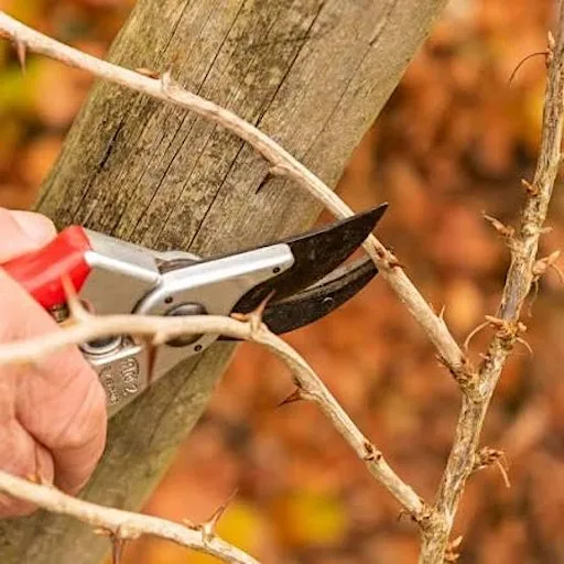 Fruit Tree Pruning (including shrubs, scions) – Gardening Workshop