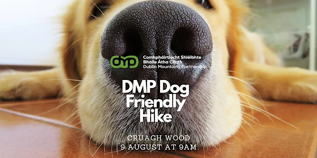 DMP Dog Friendly Hike at Cruagh Woods at Cruagh woods Trails