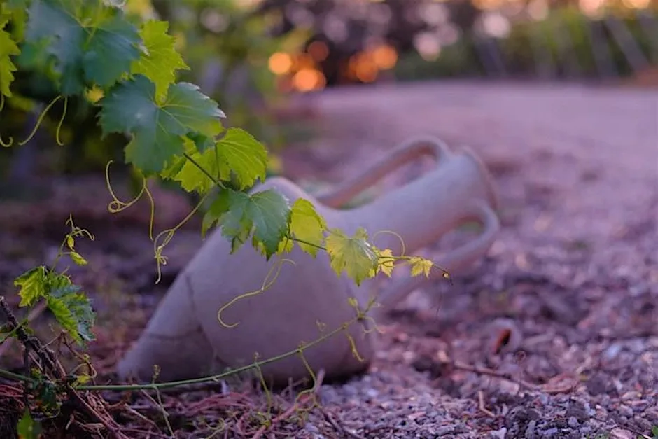 Uncorked: Ukraine Wine Tasting at Coffee Aroma