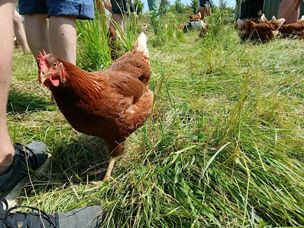 What would a community supported farm bring to York? at Bluebird Bakery
