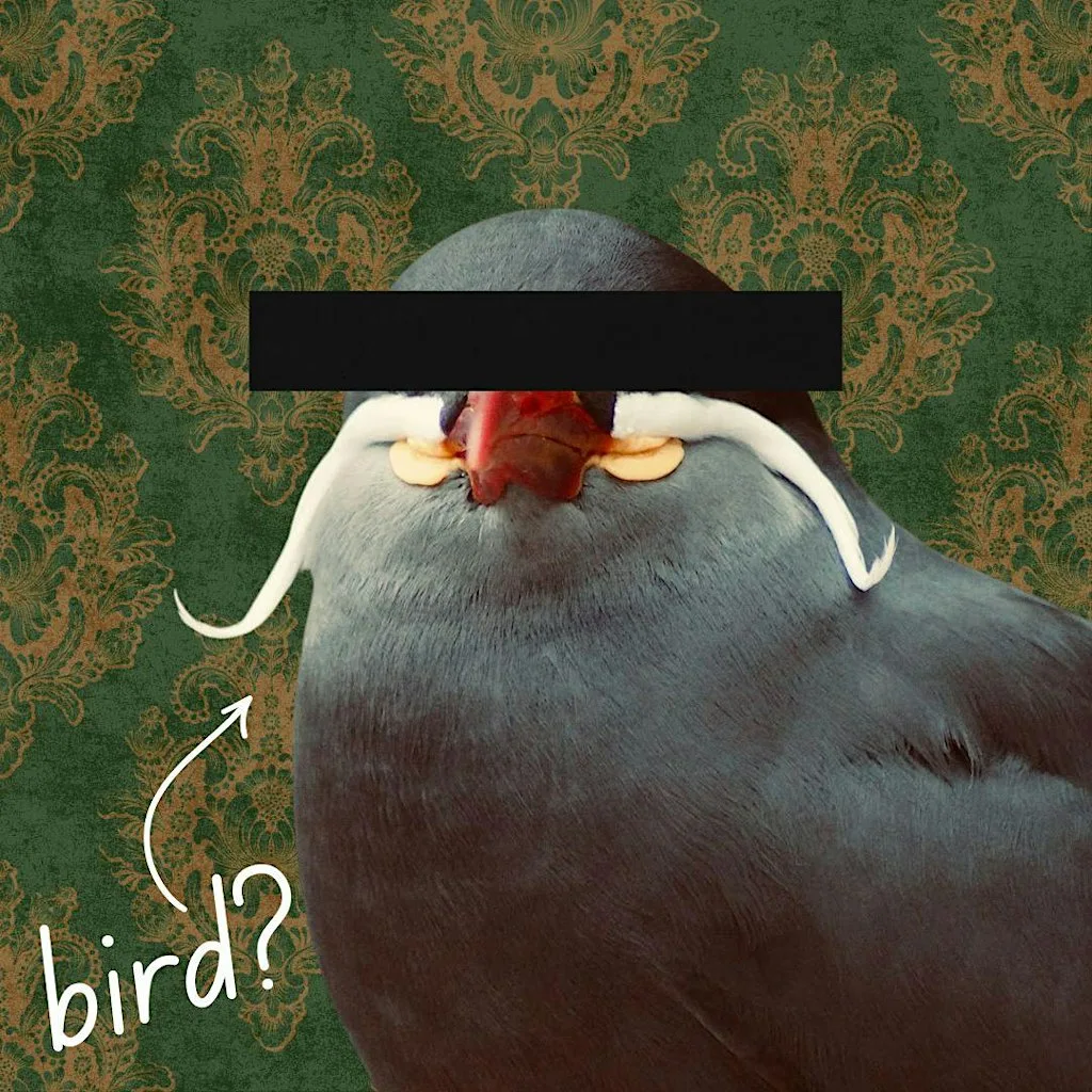 STEPHEN & PHALLANGE'S GUIDE TO BIRDING – Birmingham Comedy Festival